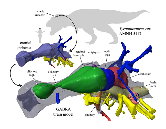 Tyranno Brain Model.png