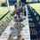 Miniature : Nappe coton pour table rectangle