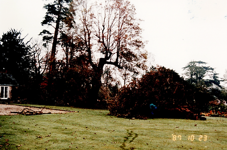 The scene on the lawn a few days after the Great Storm of 1987. The old mulberry tree lay on its side but in the centre of the image the ancient tulip tree stands tall.