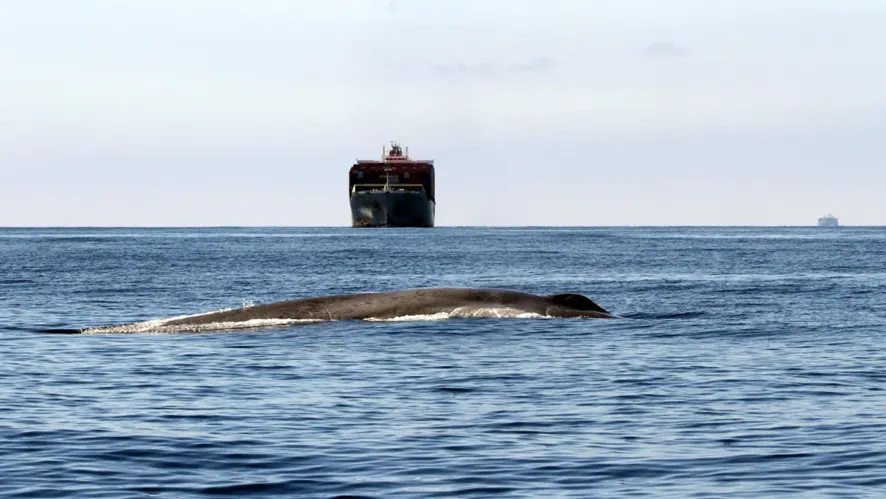 Ballena nadando en el océano con un gran barco al fondo bajo un cielo azul claro. La escena evoca tranquilidad y majestuosidad.