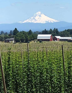 Hops.jpg