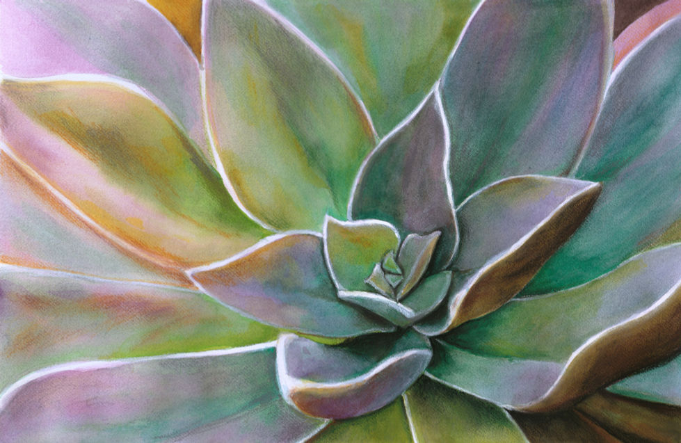 succulent Full