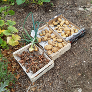 2022 08 01 Pommes de terre, échalotes et oignons.jpg_part=0.7&view=1&vt=ANaJVrGYujFI6K8BVO