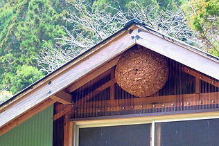 ハチ駆除・ハチの巣撤去