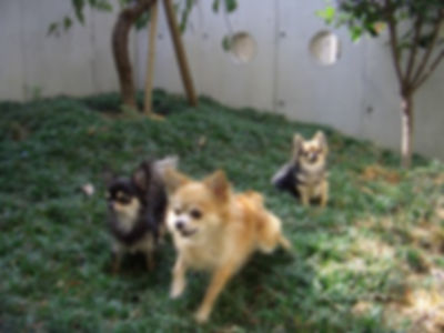 中庭で遊ぶ犬達、クッキー、ピッピ、ラブ