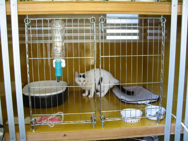 お留守番ヘルプサービス　ネコちゃん専用ルーム