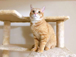 キャットタワーに座っているネコ