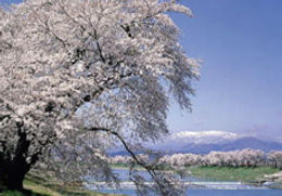 桜まつり「一目千本桜」