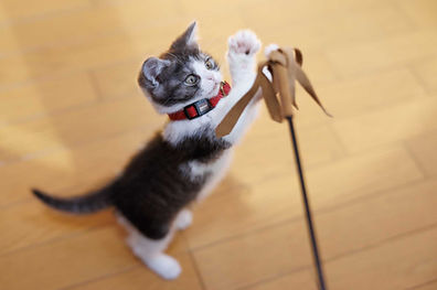 猫じゃらしで遊ぶ仔猫