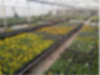 年間を通した草花出荷