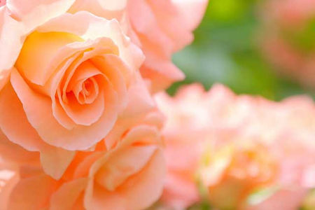 華やかな薔薇