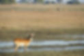 Busanga plains.JPG