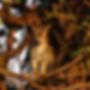 Luangwa leopard