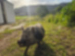 Pig on farm at Swellendam accommodation