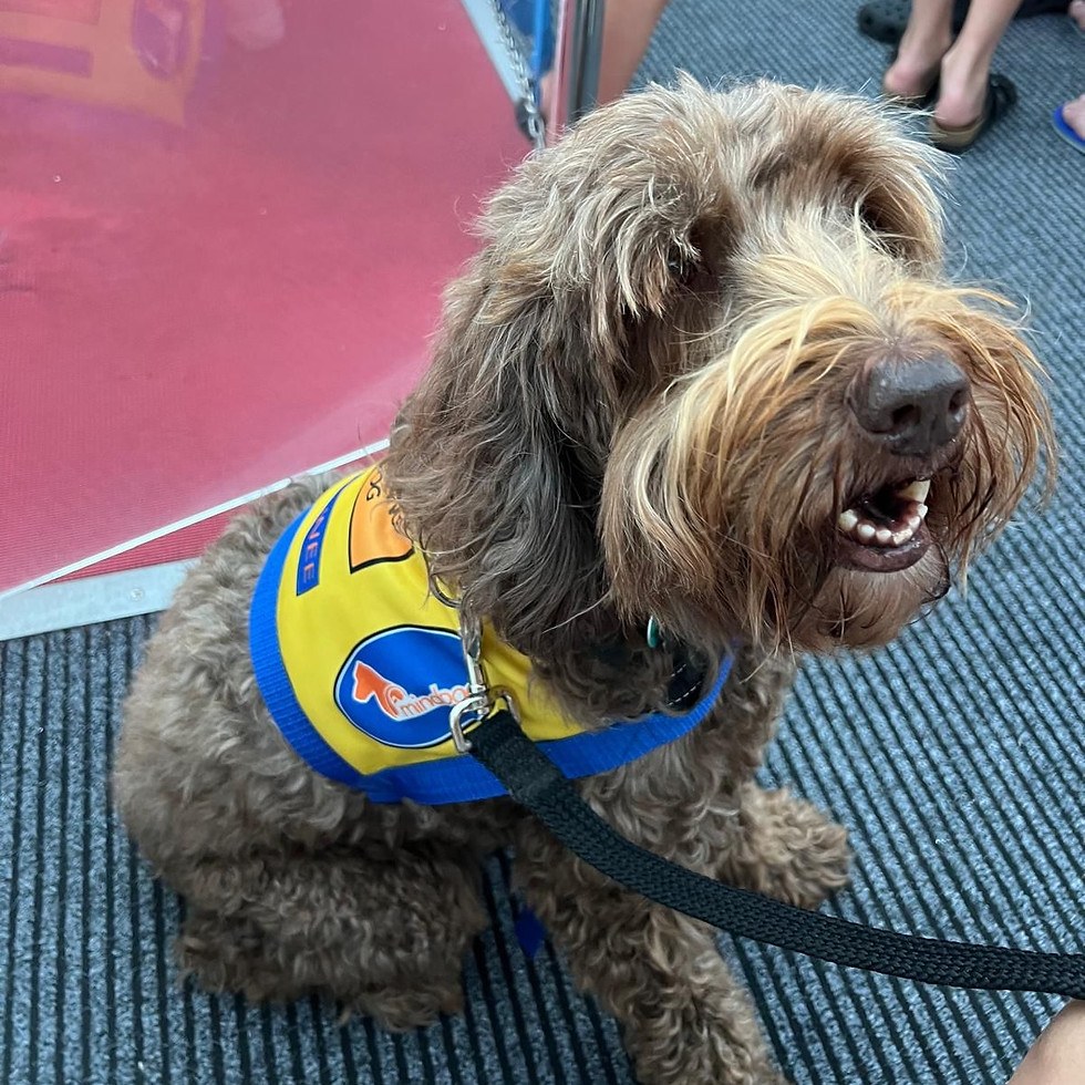 Baxter, a brown therapy dog, Corrie Dark's dog, wearing a blue and yellow service vest, sitting on a leash.