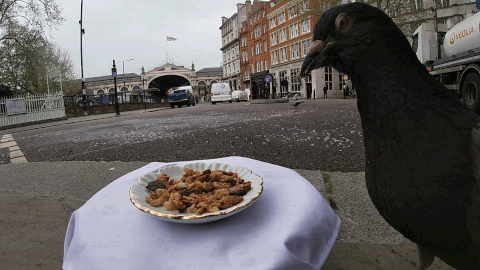 Pigeon.gif