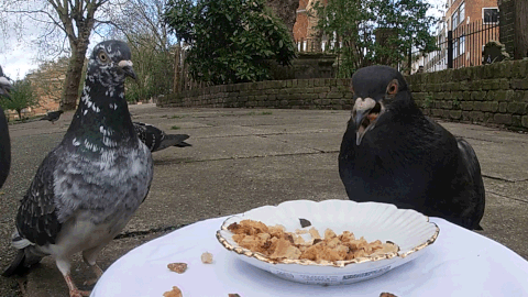 Pigeon2.gif