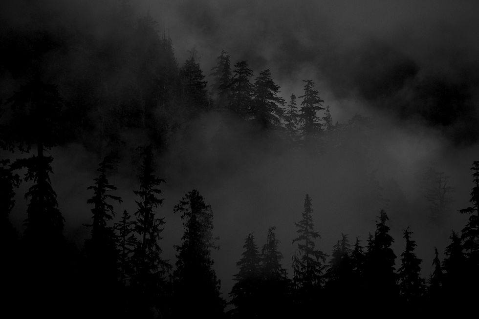 Foggy Pine Forest_edited_edited.jpg