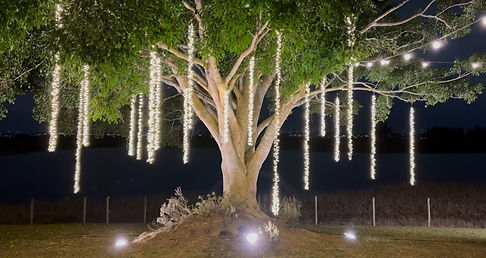 microlampadas na árvore.jpeg