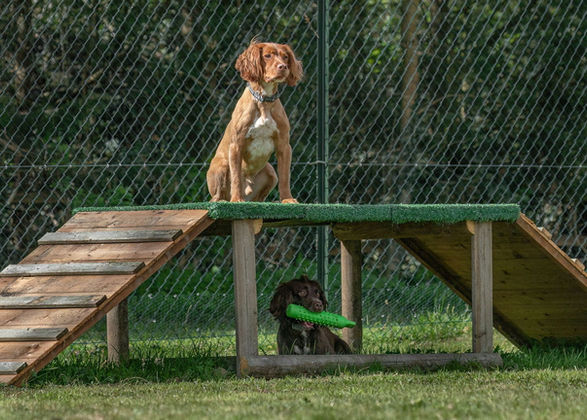Two dogs on agility frame, one on top, one below with toy