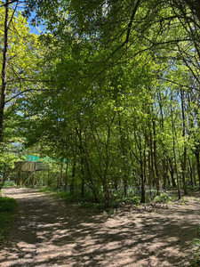 Sunny Dawlish Forest