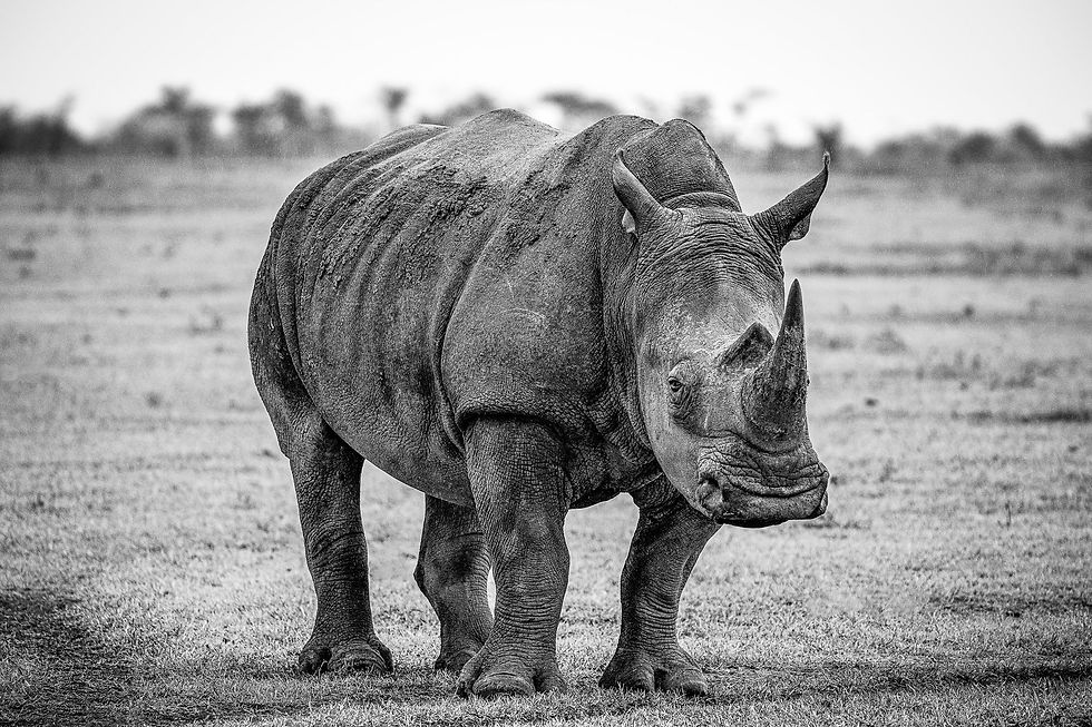 Photo of Rhino "The Surrogate"