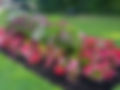 Flower Bed