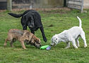 Black Labrador, Border Terrier, and white dog playing with toy