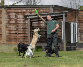 Man playing with dogs, one jumping for a green toy
