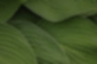 full-frame-shot-leaves.jpg