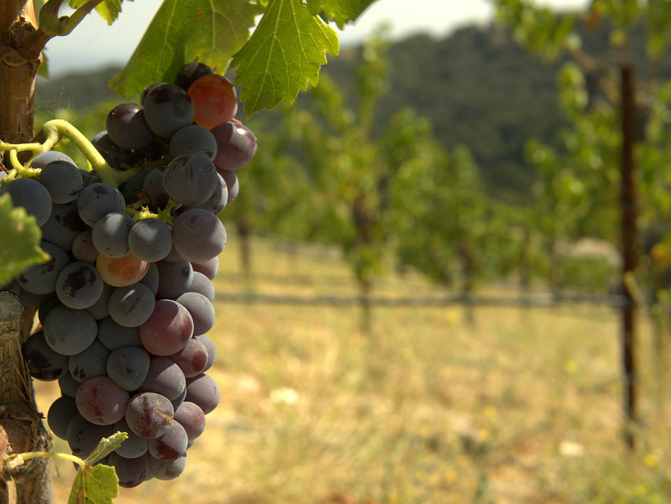 wine-tasting-shuttle-paso-robles_edited.jpg