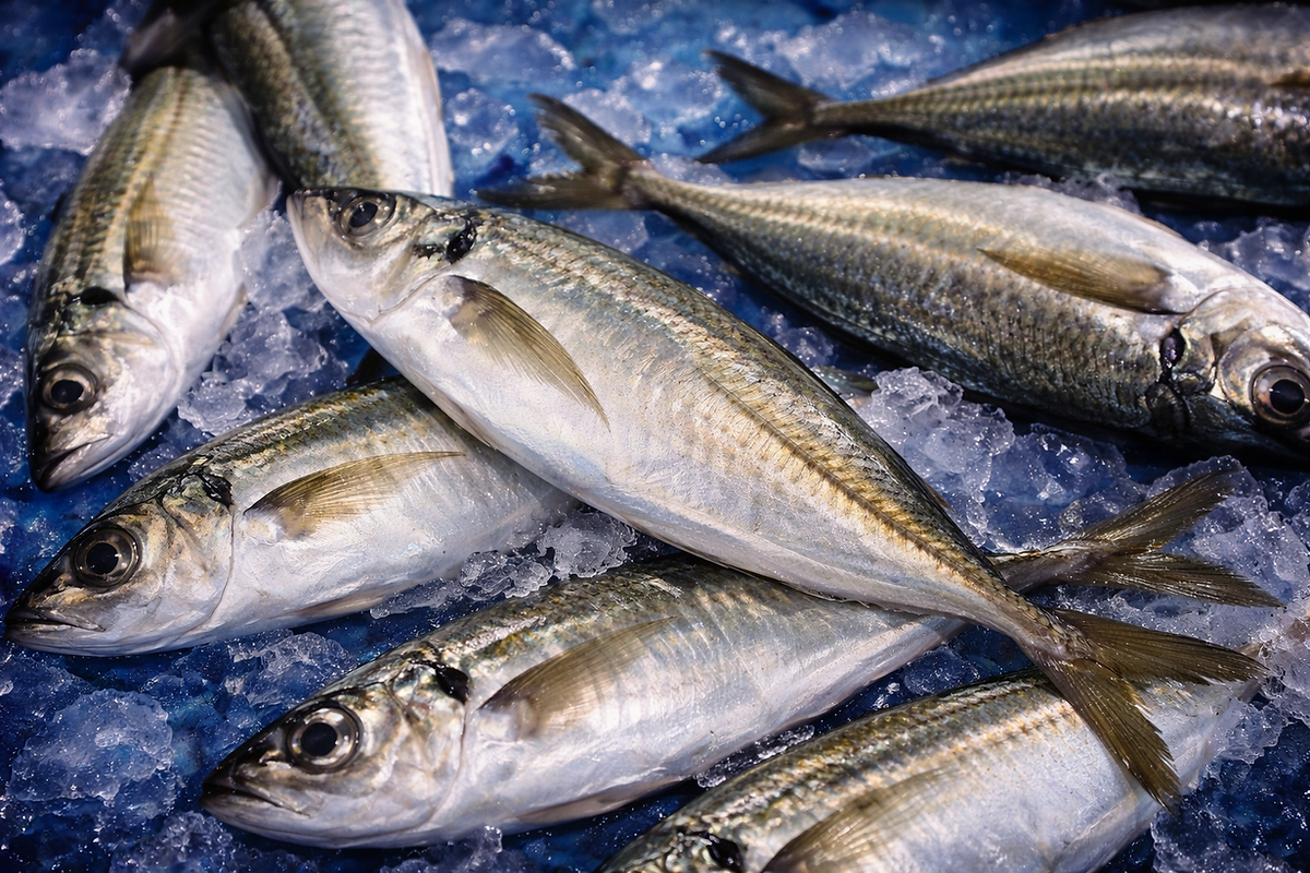 Freshly caught horse mackerel on ice.png