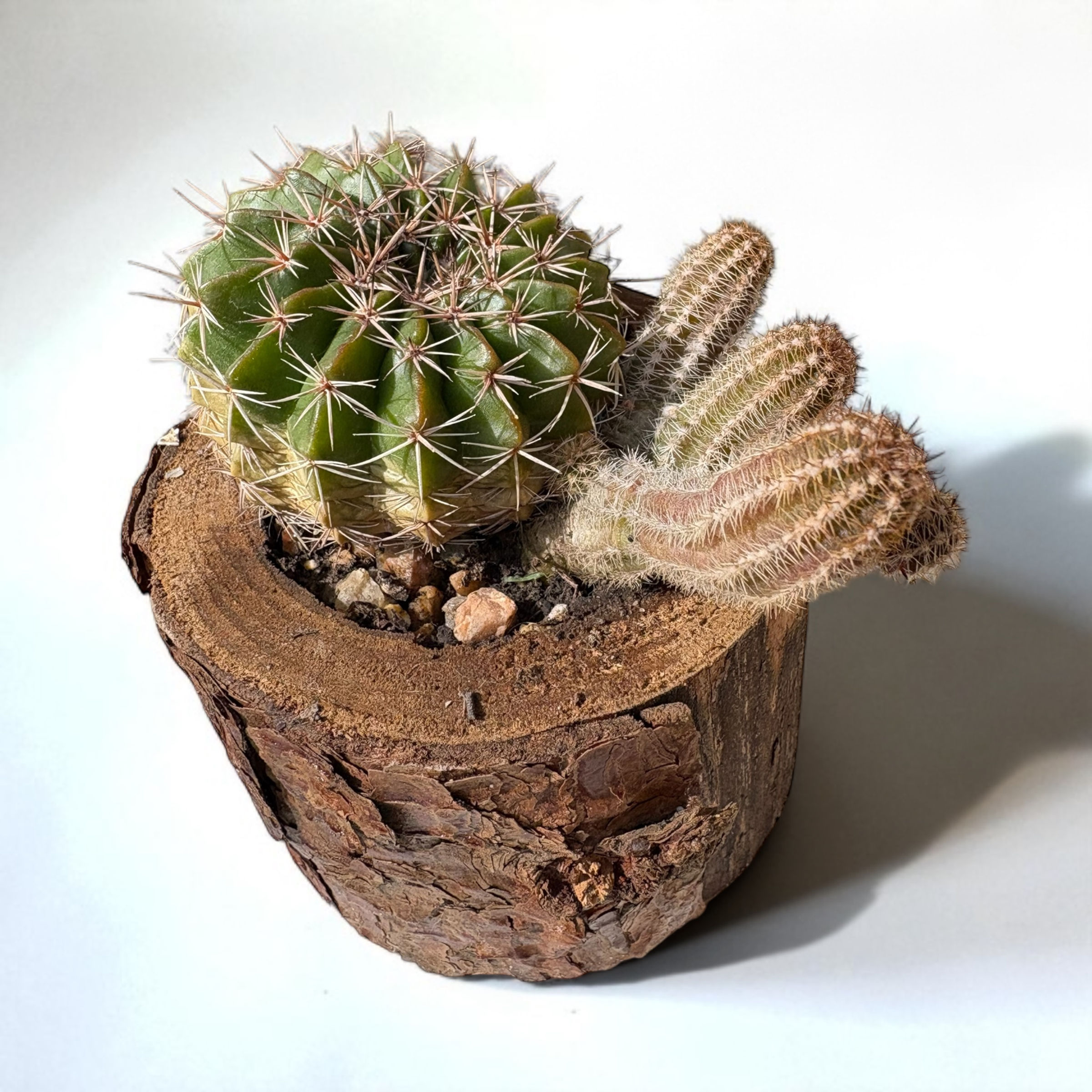 Cactus