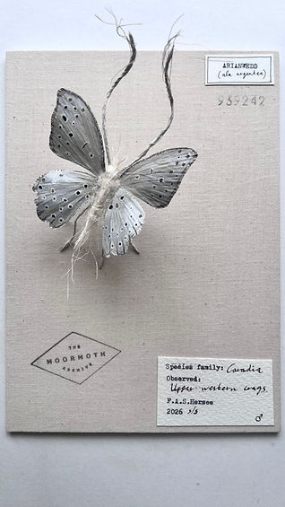 moth 3.jpeg