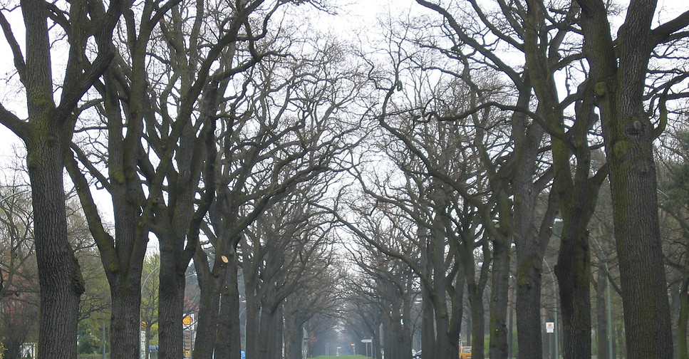 Tree Lane
