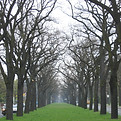 Tree-Lined Avenue