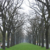 tree Lane