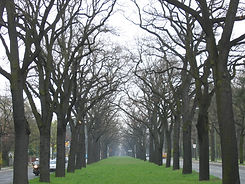 Tree Lane