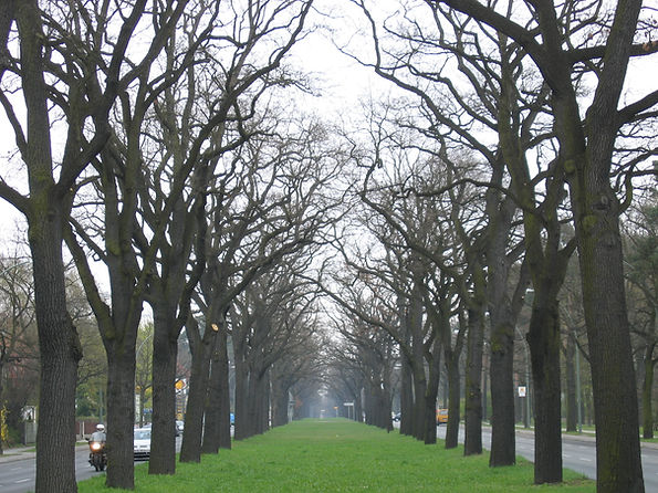 Tree-Lined Avenue