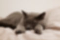 cat-7533717_1280.jpg