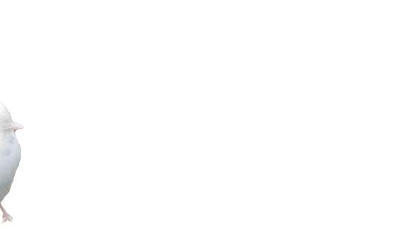 bird.gif