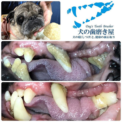 犬のデンタルケア 無麻酔歯石除去 犬のしつけ 犬の歯磨き屋 日本 犬のデンタルケア 無麻酔歯石除去 犬のしつけ 犬の歯磨き屋 日本