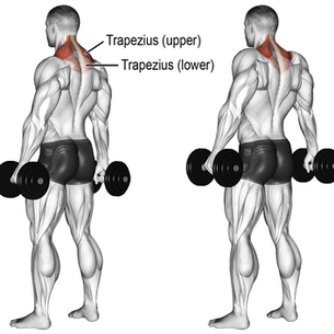 Dumbbell Shrugs Hareketi Nasıl Yapılır?