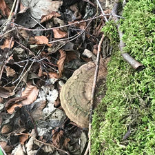 MycoBee team on first forage of the season. Yummy Wild Garlic. Turkey Tails. Wild Oysters.