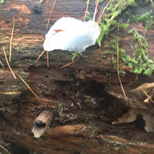 Crystal Brain (Myxarium nucleatum), Mycobee Library No.162