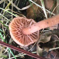 The Deceiver- Waxy Laccaria (Laccaria laccata), Mycobee Library No.58