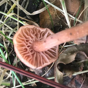 The Deceiver- Waxy Laccaria (Laccaria laccata), Mycobee Library No.58