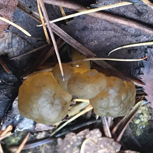 Jelly Baby (Leotia lubrica), Mycobee Library No.158