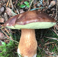 Bay Bolete (Imleria badia), Mycobee Library No.4