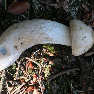 Ghost Bolete (Leccinum holopus), Mycobee Library No.297